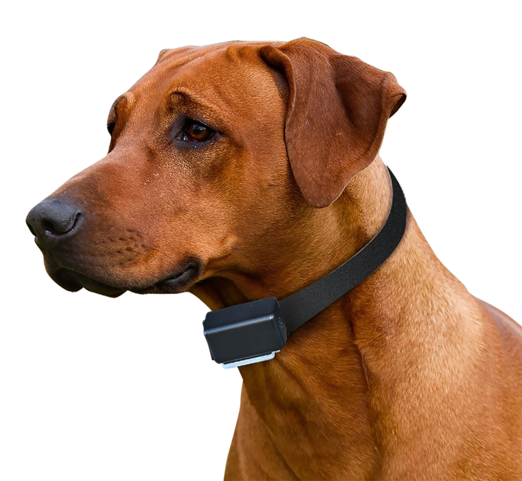 ETC-1 Express Trainer Extra Collar